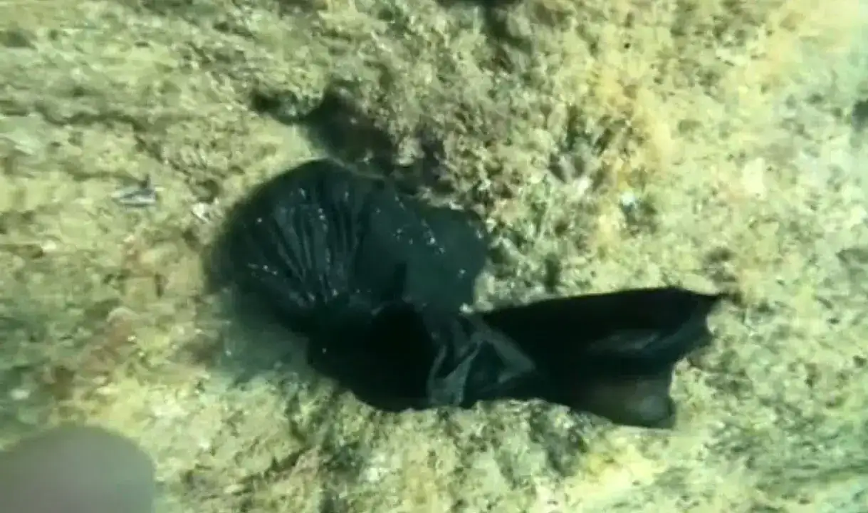 Antalyalı Dalgıç Akdeniz’in Altında Büyü İzleri Buldu 9